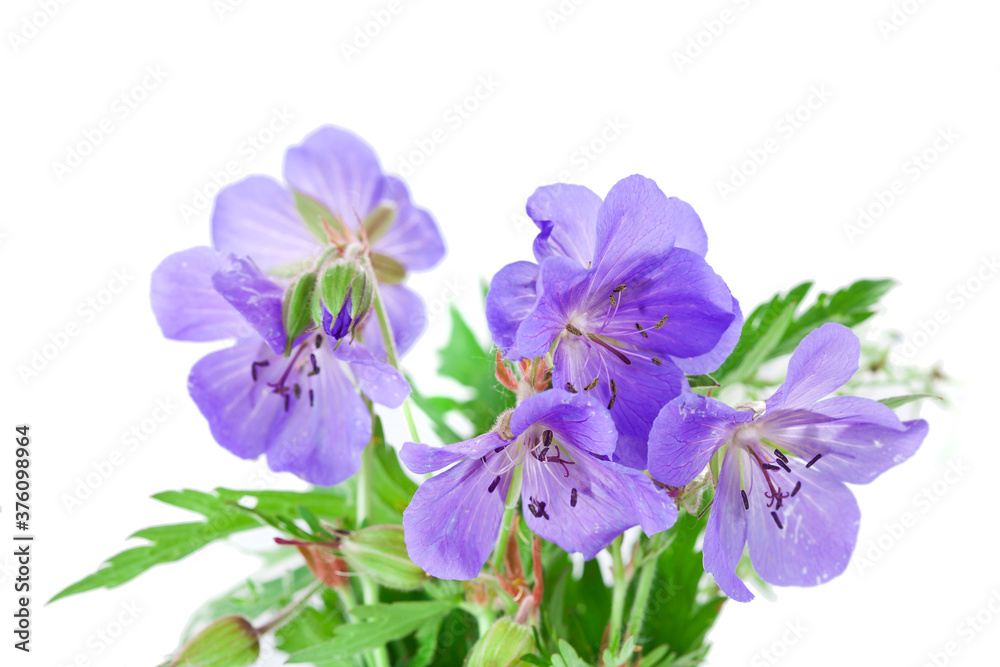 Geranium pratense (Meadow geranium) blooming plant isolated on a white background.