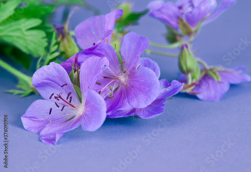 Geranium pratense (Meadow geranium) blooming plant on a purple background.