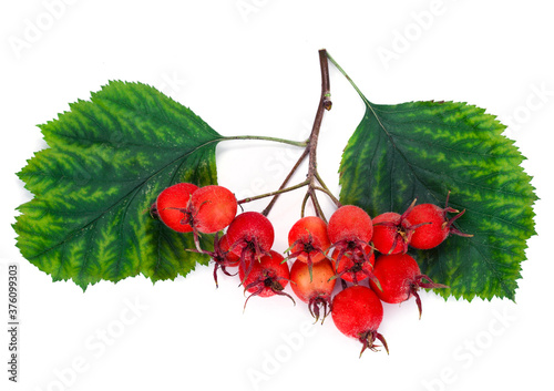 Berries and leaves of hawthorn (Crataegus), also known as quickthorn, thornapple, May-tree, whitethorn or hawberry isolated on a white background. photo