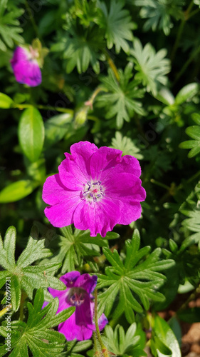 Bright pink cranesbill geranium flowers photo