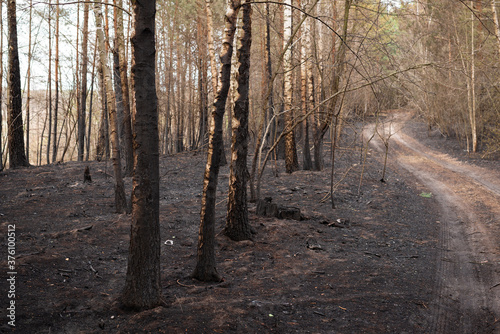 Black and gray ashes of burned plants in the national park. Destroyed trunks of trees, dirt road between the forest.