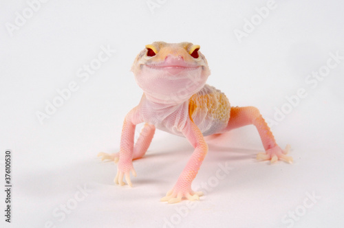 Leopard gecko / Leopardgecko (Eublepharis macularius)  - Radar photo