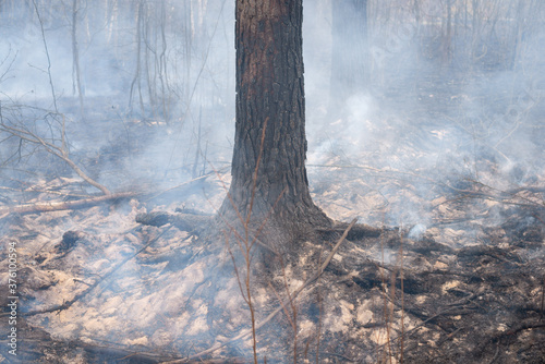 Fotografi Trunk of a black burnt tree trunk in thick smoke in the forest during fire