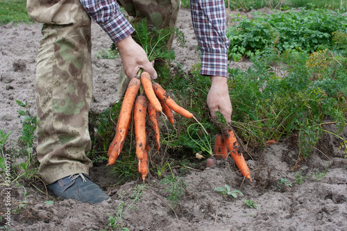 Harvesting carrots from the garden in early autumn