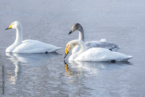White swans swimming in the nonfreezing winter lake