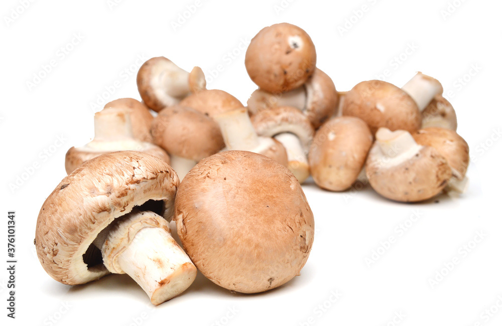 common mushroom