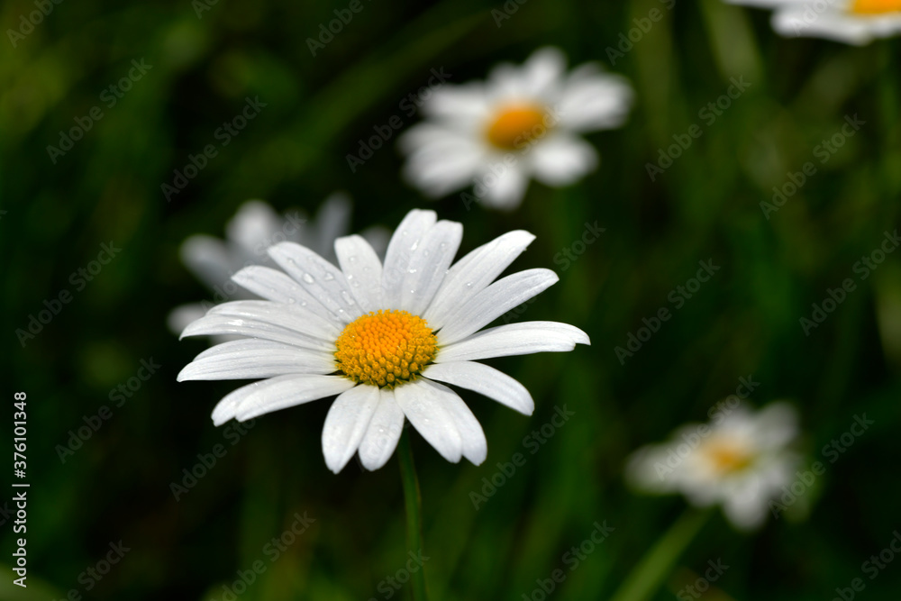 Fototapeta premium field daisies on a green background