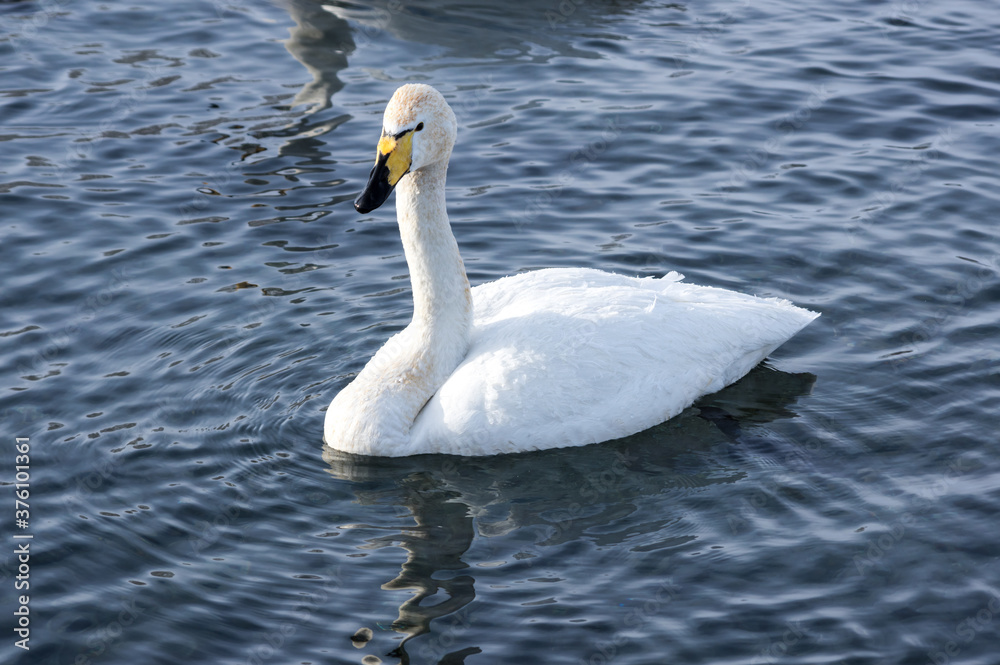 White swans swimming in the nonfreezing winter lake White swans swimming in the nonfreezing winter lake