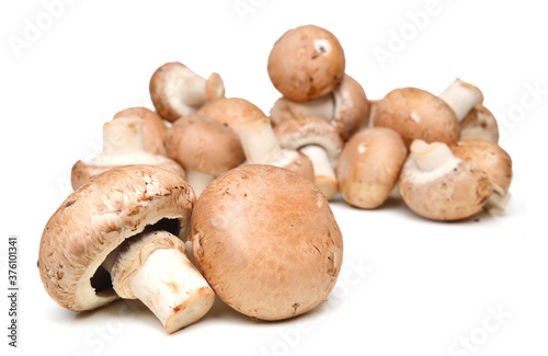 common mushroom