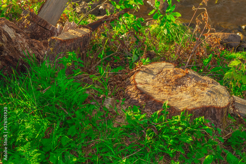 Felled tree on a sunny evening among the summer grass Felled tree on a sunny evening among the summer grass