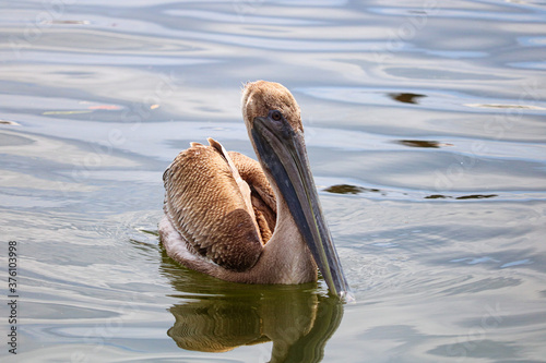 Photography Calm Waters, Pelican adrift