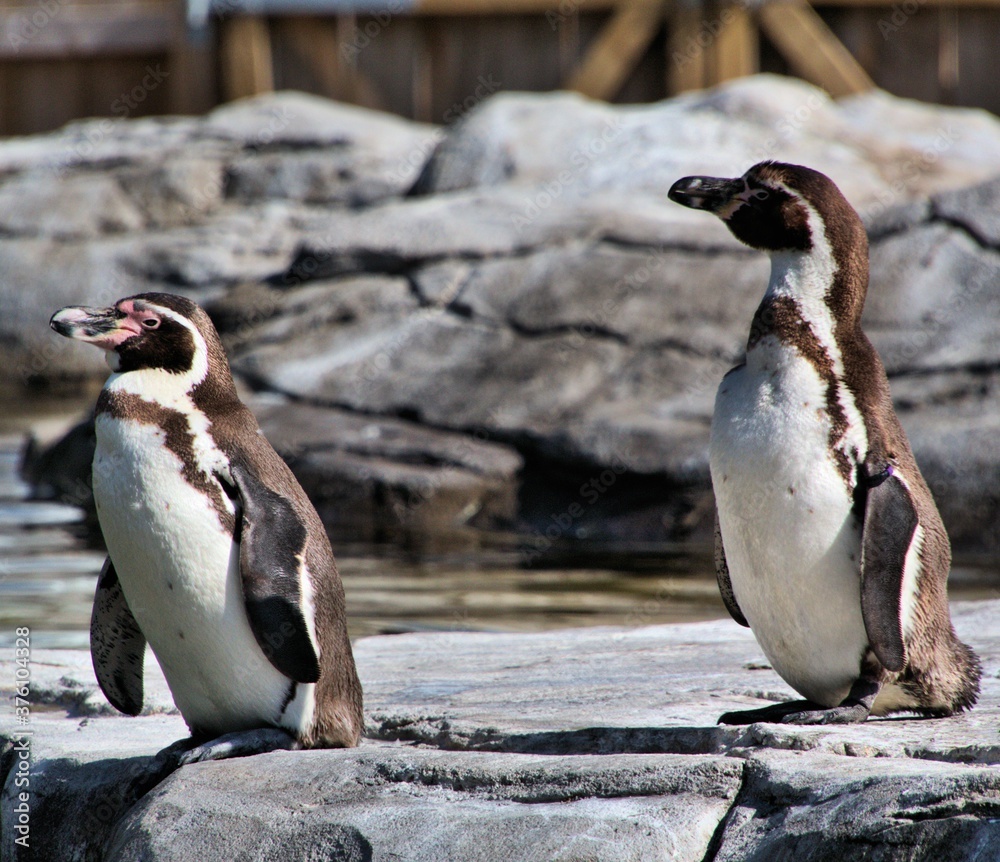 Fototapeta premium penguins on the rocks