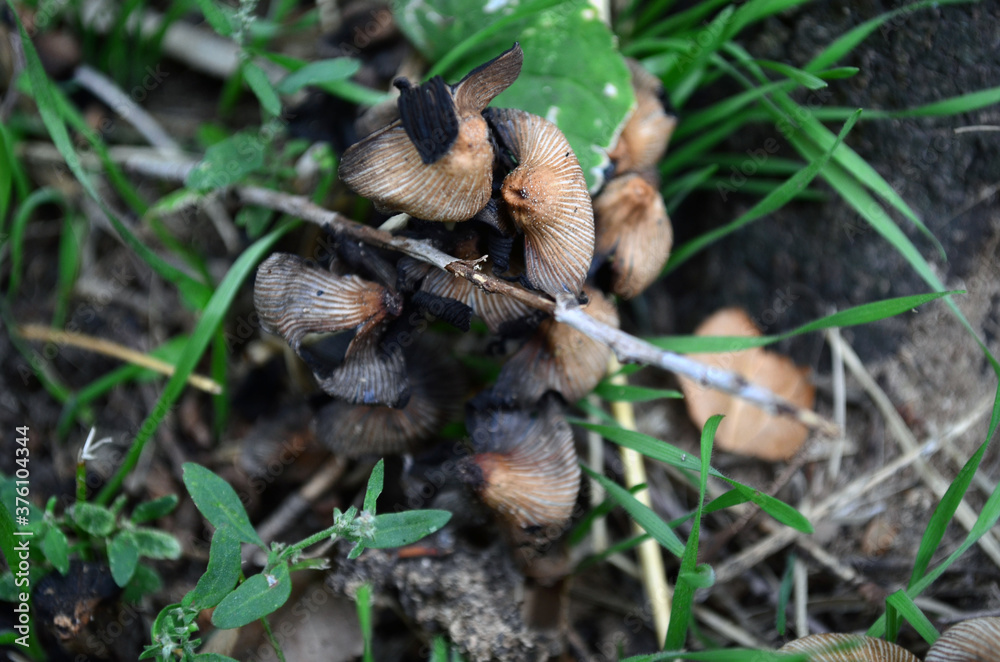 Mushrooms in the forest under the tree. Mushrooms in the forest under the tree.