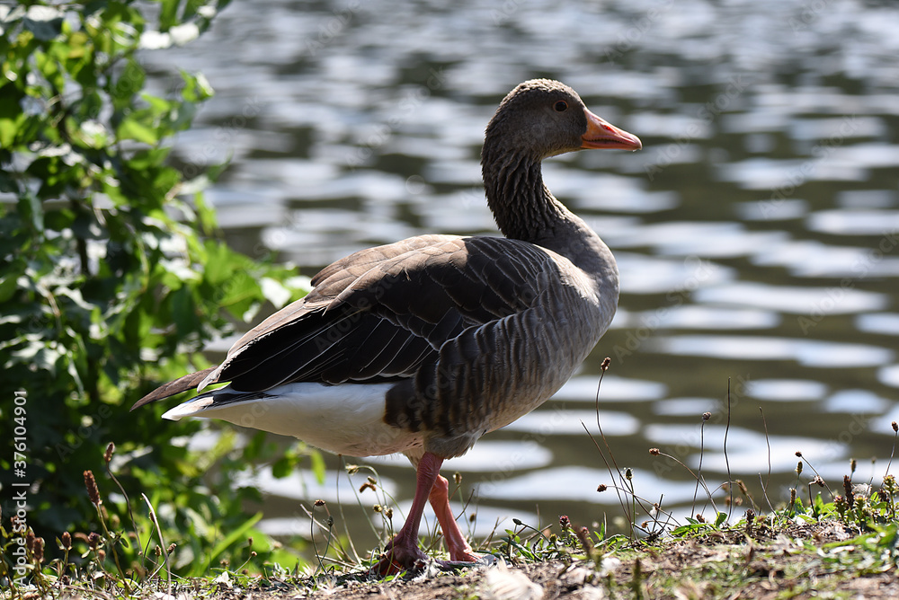 Obraz premium Enten und Wildgänse am Wasser