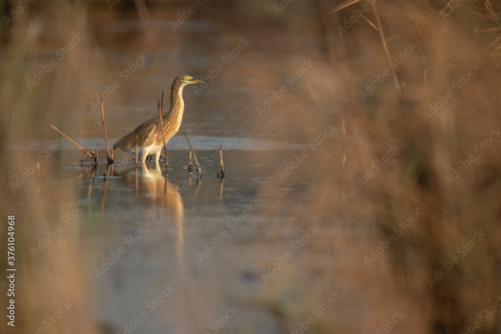Squacco Heron in its habitat at Asker marsh, Bahrain Squacco Heron in its habitat at Asker marsh, Bahrain