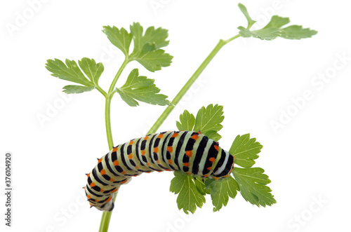 Swallowtail butterfly caterpillar dorsal view on a parsley twig - Papilio machaon