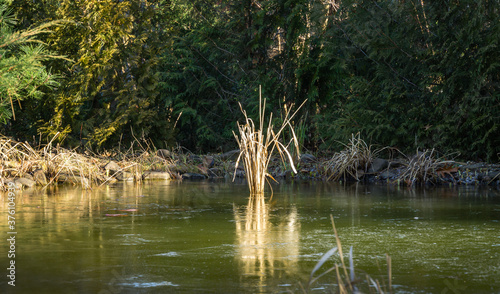 Принти на полотні Garden pond with bunch of reeds