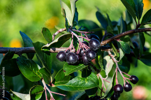 black berries on a branch among green leaves