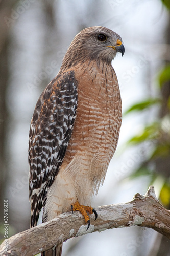 Red-shouldered hawk
