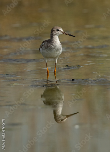 Redshanks at Asker marsh with reflection on water, Bahrain © Dr Ajay Kumar Singh