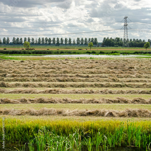 Quadro em tela Agricultural landscape on Dordrecht island, The Netherlands, with reeds, a field