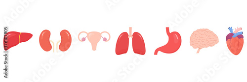 Set of internal human organs icons. Human simple organs color with liver, heart, brain, female reproductive system, kidneys, lungs and stomach in flat style collection vector illustration isolated on 