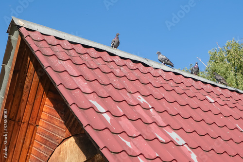 Pigeons sit on a red tile roof  against a blue sky. High quality photo