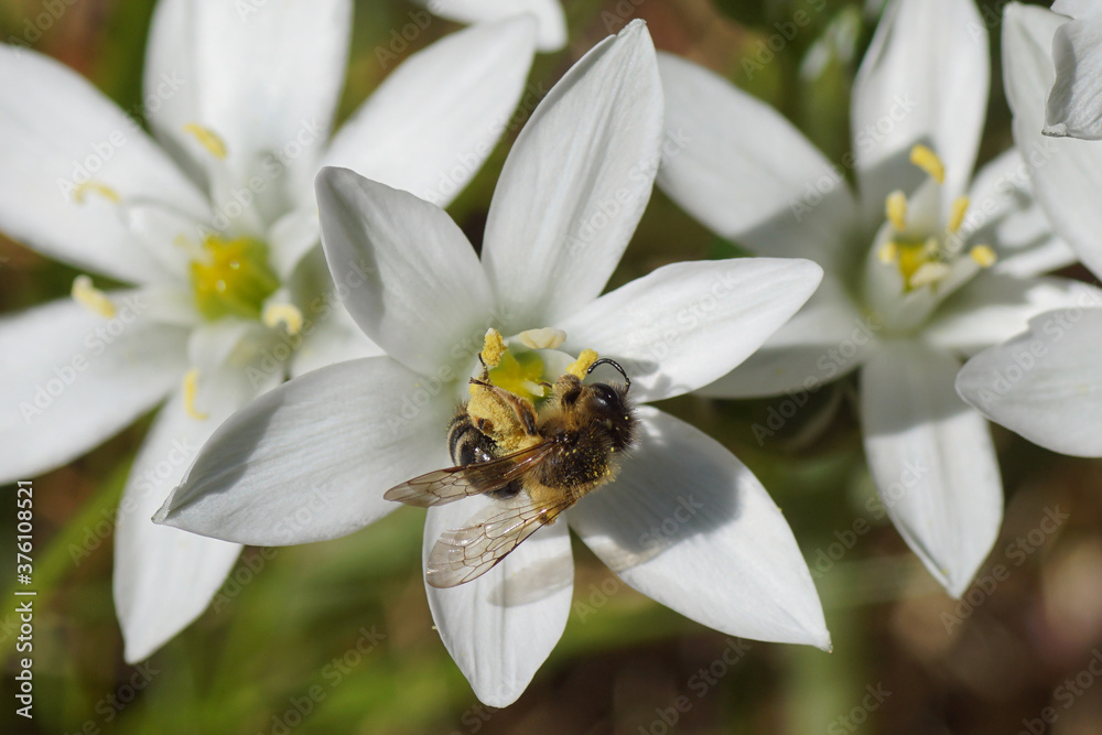 Obraz premium Andrena flavipes, Yellow-legged Mining Bee of the family Apidae. On flowers of Ornithogalum, Star-of-Bethlehem of the family Asparagaceae.. Spring, 
