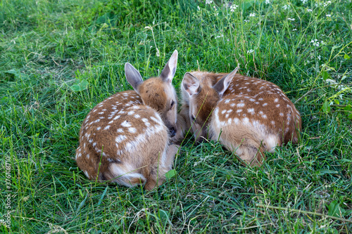 two sika deer fawn stand on grass