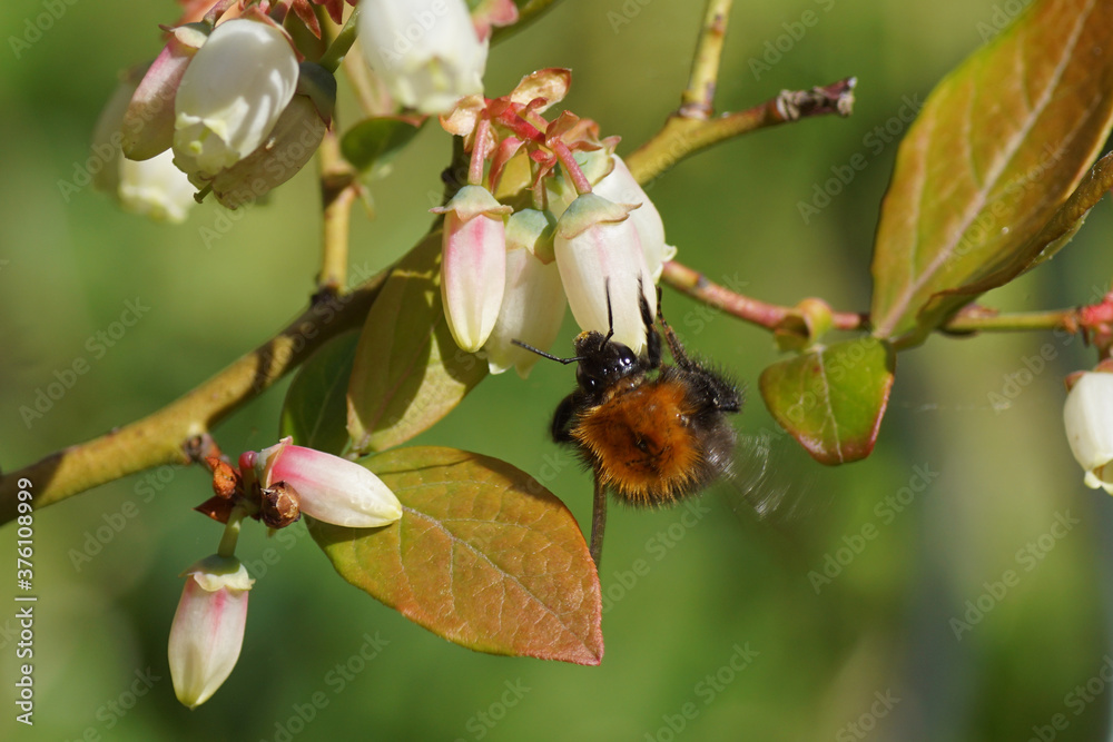 Common carder bee (Bombus pascuorum), family Apidae on white long bell- or urn-shaped flowers of the northern highbush blueberry (Vaccinium corymbosum). Family Ericaceae. Spring, Common carder bee (Bombus pascuorum), family Apidae on white long bell- or urn-shaped flowers of the northern highbush blueberry (Vaccinium corymbosum). Family Ericaceae. Spring,