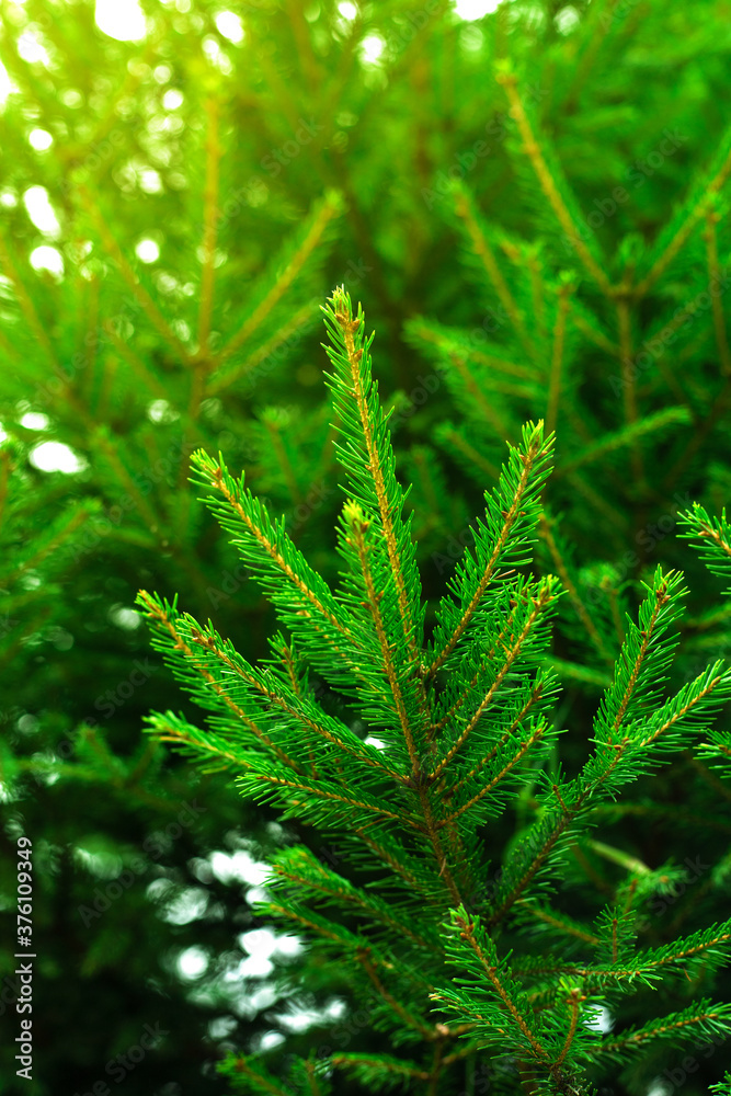 Background of Christmas tree branches. Background of Christmas tree branches.