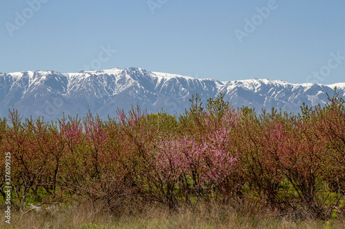 Blooming fruit trees against the background of snowy peaks in Kazakhstan.