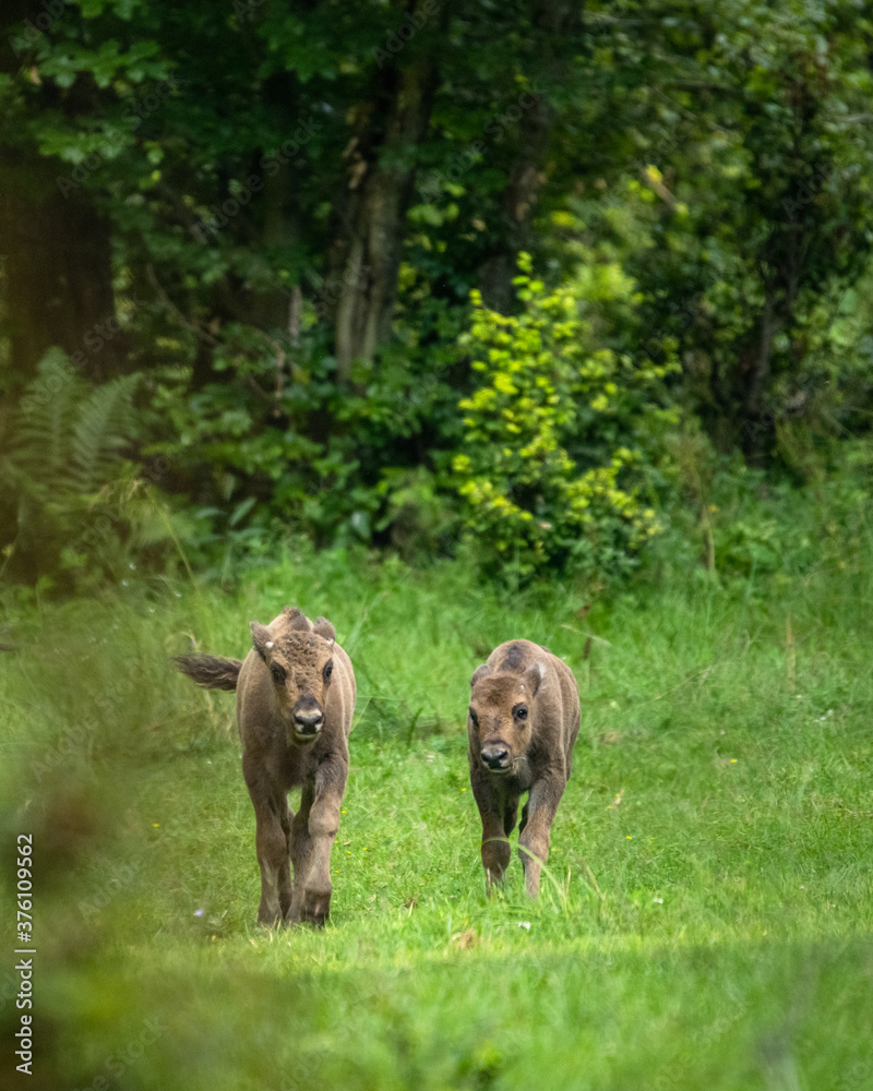Wild European Bison (Bison bonasus) in the natural habitat. Bieszczady. Carpathian Mountains. Poland.