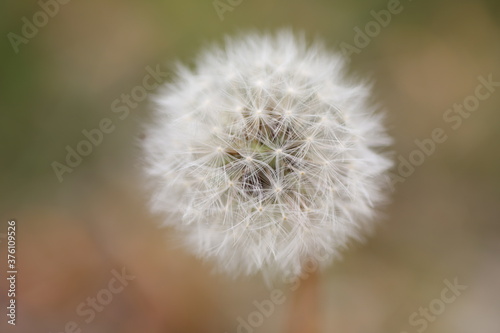 dandelion seed head