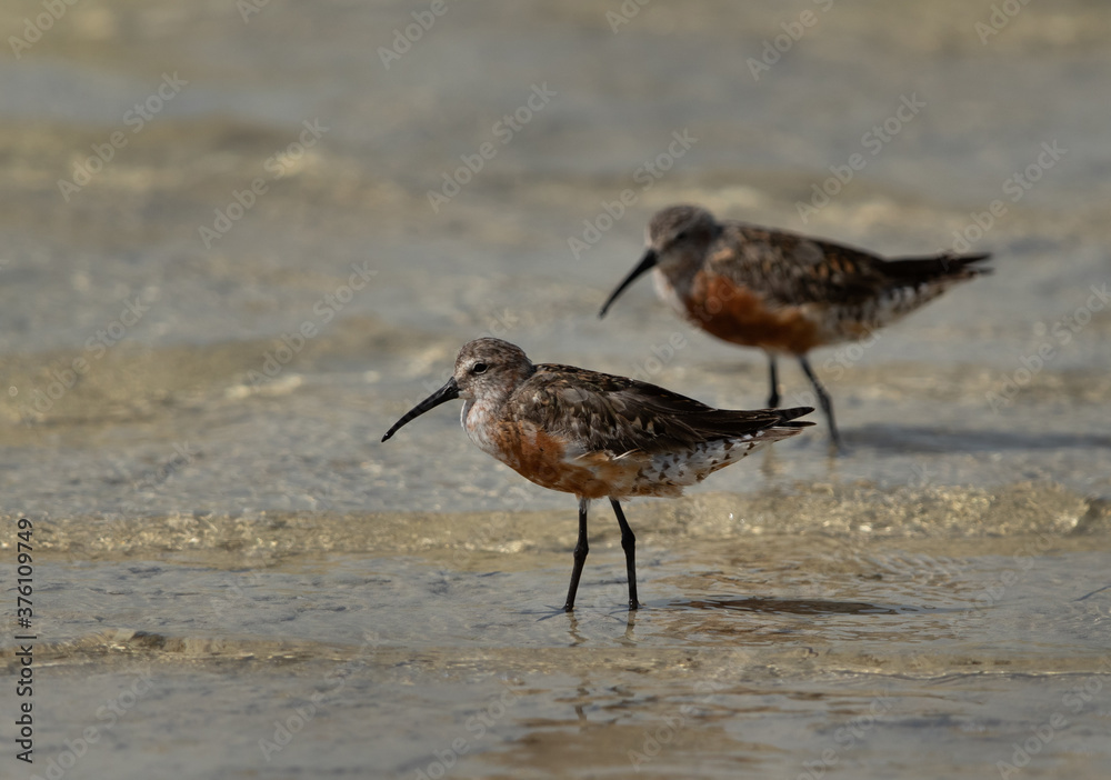 Curlew Sandpipers in breeding plumage at Busaiteen coast of Bahrain Curlew Sandpipers in breeding plumage at Busaiteen coast of Bahrain