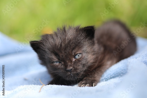 little black kitten lying on a towel