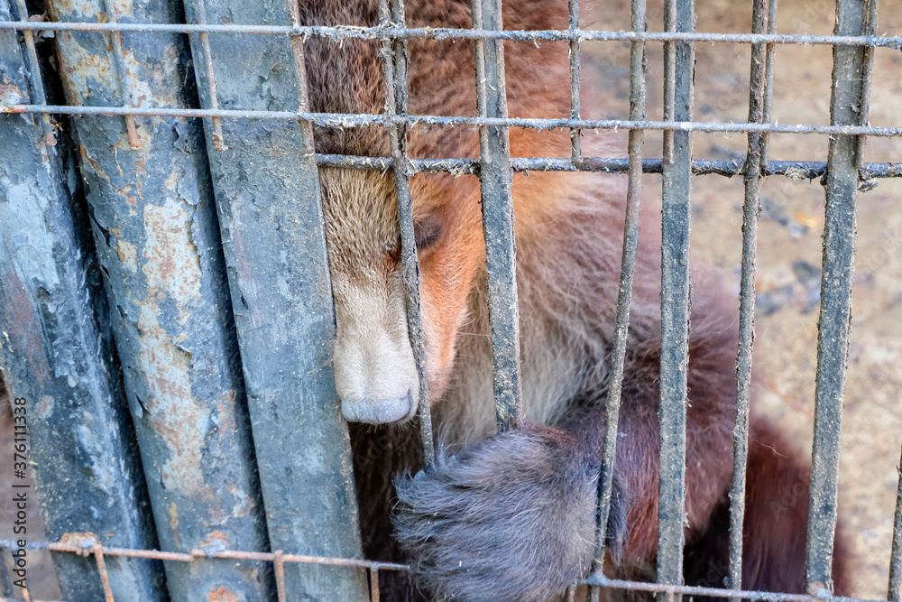 Sad brown bear in an iron cage. Brown bear in the zoo in captivity. Poor  animal keeping in cages . High quality photo Stock Photo | Adobe Stock