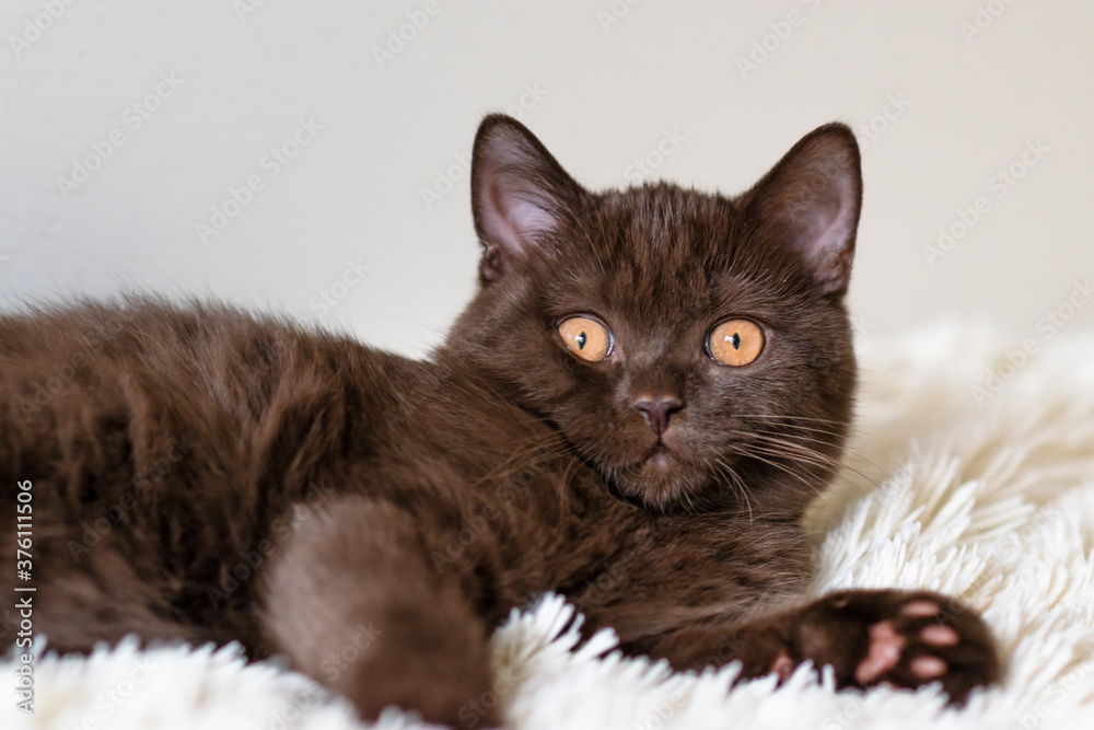 Cute chocolate british shorthair kitten Selective soft focus Cute chocolate british shorthair kitten Selective soft focus