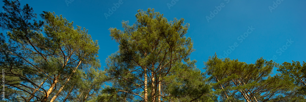 tops of the pine trees against the blue sky on a sunny day. Autumn season. Web banner. tops of the pine trees against the blue sky on a sunny day. Autumn season. Web banner.