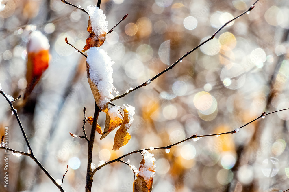 Snow-covered dry leaves on a branch in sunny weather