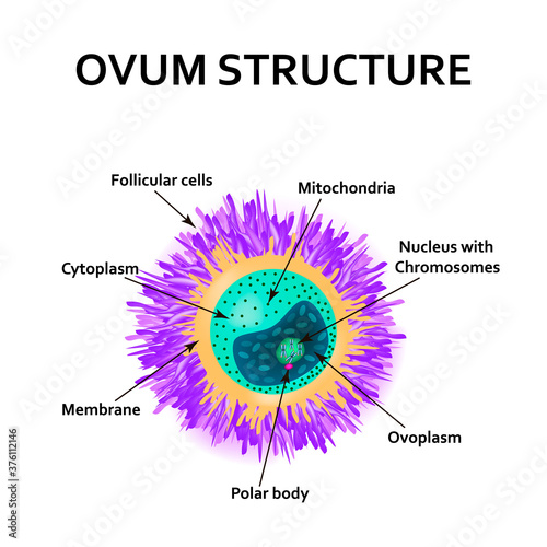 The structure of the egg. Ovum anatomy. Vector illustration on isolated background