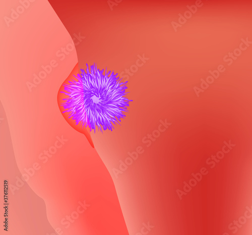The introduction of the egg into the uterus. Embryo implantation. The structure of the egg. Ovum anatomy. Vector illustration on isolated background