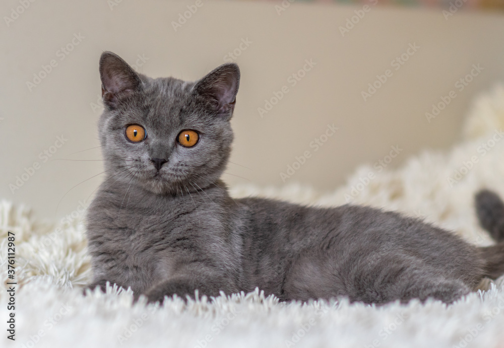 Cute british shorthair blue kitten  Selective soft focus