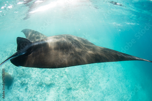 A Manta ray  Manta alfredi  cruises near a cleaning station in Raja Ampat  Indonesia. This remote  tropical region within the Coral Triangle is known for its spectacular collection of marine life.