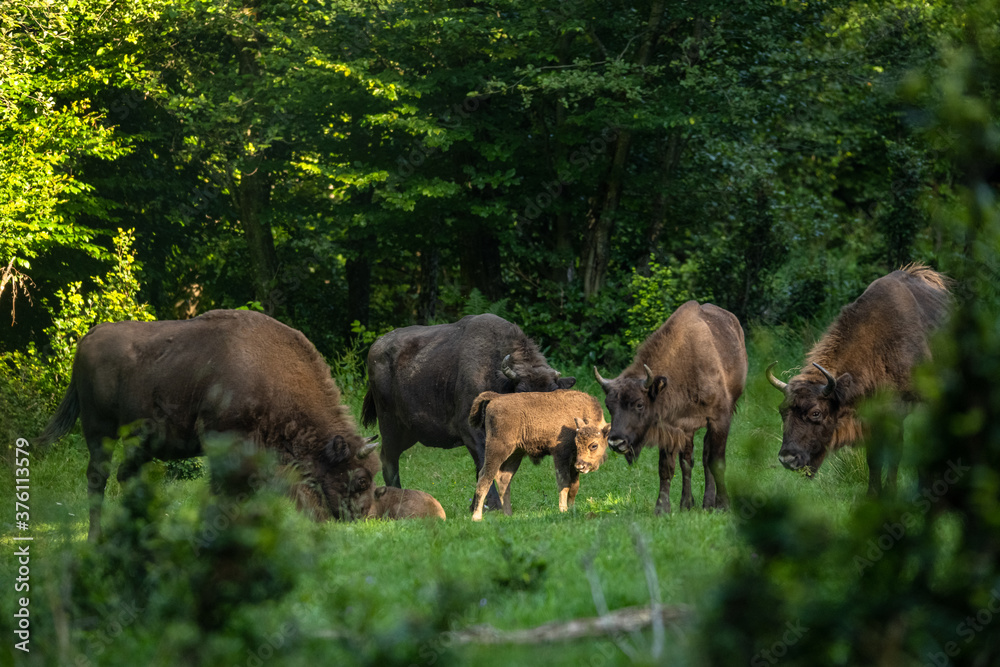 Fototapeta premium Wild European Bison (Bison bonasus) in the natural habitat. Bieszczady. Carpathian Mountains. Poland.