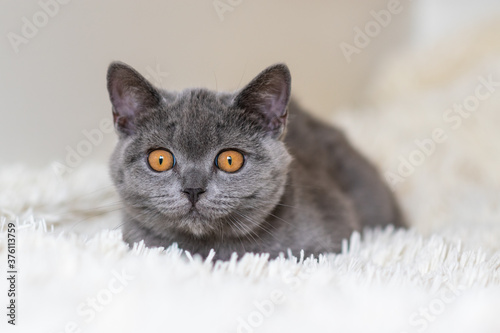 Cute british shorthair blue kitten Selective soft focus