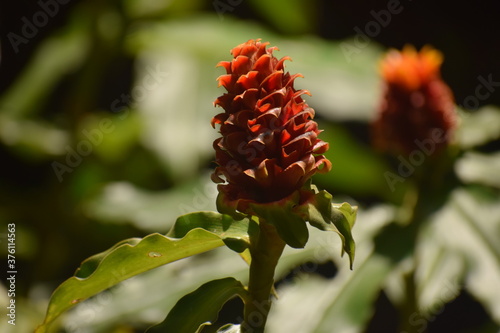 Unusual Flower 2