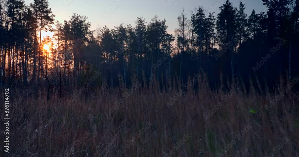 Morning Mist Fog in Pine Forest. Sunshine Beams Rays Through Trees. Cinematic Sunrise Background Morning Mist Fog in Pine Forest. Sunshine Beams Rays Through Trees. Cinematic Sunrise Background