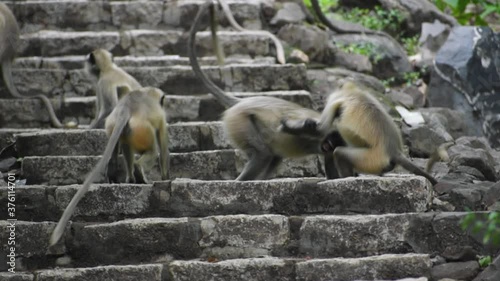 Monkeys fighting on stairs, at Jatashankar waterfall, Gujarat, India photo