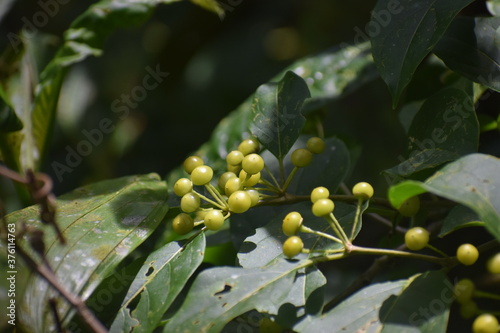 Little jungle fruit